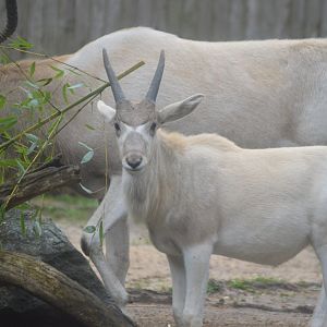 Africa Trail - Addax (Addax nasomaculatus)