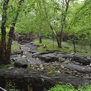 Asia Trail - Asian Small-clawed Otter (Aonyx cinereus) Exhibit