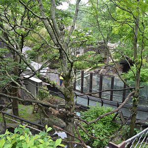Asia Trail - Red Panda (Ailurus fulgens) Exhibit