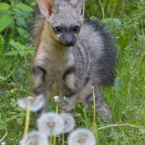 One of three cubs - southern aardwolf