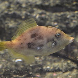 Bird House - Unsigned Planehead filefish (Stephanolepis hispida)