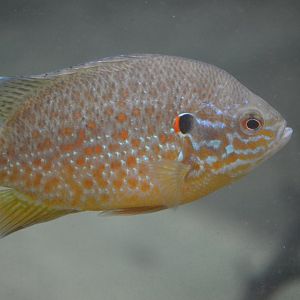Bird House - Pumpkinseed (Lepomis gibbosus)