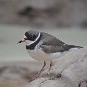 Bird House - Semipalmated Plover (Charadrius semipalmatus)