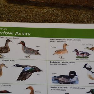 Bird House - Spot the Error