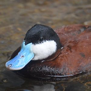 Bird House - Ruddy Duck (Oxyura jamaicensis)
