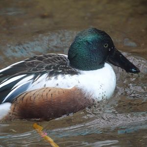 Bird House - Northern Shoveler (Spatula clypeata)