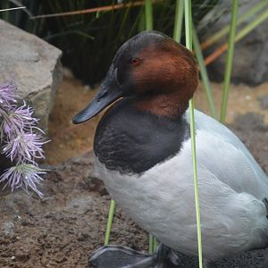 Bird House - Canvasback (Aythya valisineria)
