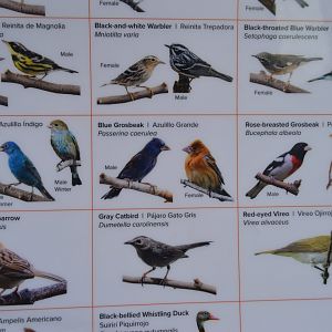 Bird House - Spot the Error