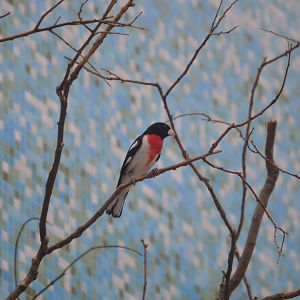 Bird House - Rose-breasted Grosbeak (Pheucticus ludovicianus)