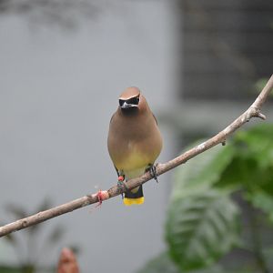 Bird House - Cedar Waxwing (Bombycilla cedrorum)