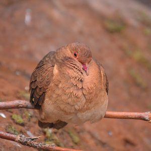 Bird House - Ruddy Quail-Dove (Geotrygon montana)