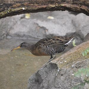 Bird House - Unsigned Clapper Rail (Rallus crepitans)