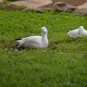 Bird House - Ross's Goose (Anser rossii)