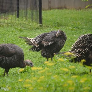 Bird House - Domestic Turkey (Meleagris gallopavo domesticus)