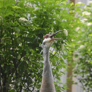 Bird House - Sandhill Crane (Antigone canadensis)