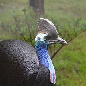 Bird House - Southern Cassowary (Casuarius casuarius)