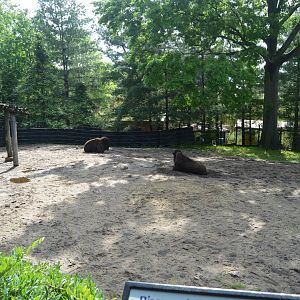 American Bison (Bison bison) Exhibit