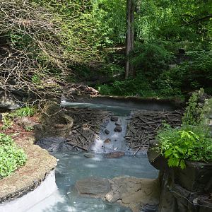 American Trail - American Beaver (Castor canadensis) Exhibit