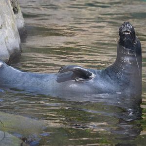 American Trail - Grey Seal (Halichoerus grypus)