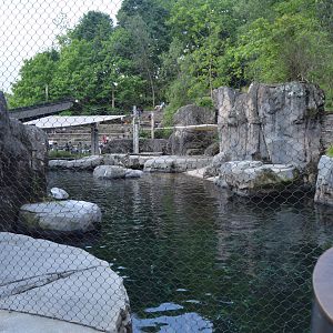 American Trail - California Sea Lion (Zalophus californianus) Exhibit