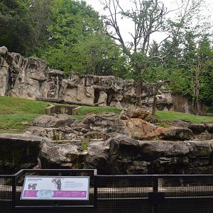 Spectacled Bear (Tremarctos ornatus) Exhibit