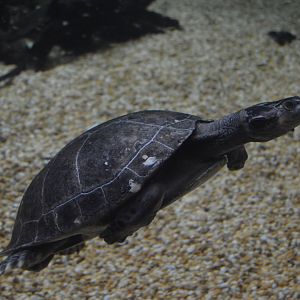 Amazonia - Yellow-headed Amazon River Turtle (Podocnemis unifilis)
