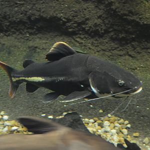 Amazonia - Redtail Catfish (Phractocephalus hemioliopterus)