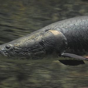 Amazonia - Giant Arapaima (Arapaima gigas)