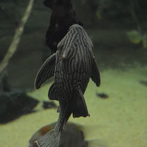 Amazonia - Royal Panaque (Panaque nigrolineatus)