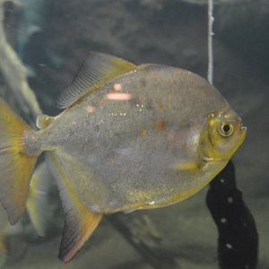 Amazonia  - Redhook Pacu (Myloplus rubripinnis)