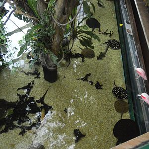 Amazonia  - First Aquarium viewed from above