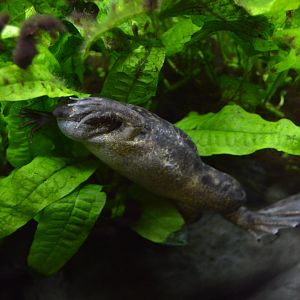 Amazonia - African Clawed Frog (Xenopus laevis)