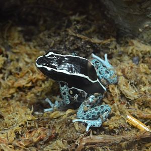 Amazonia - Dyeing Poison Dart Frog (Dendrobates tinctorius)