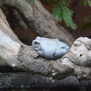Amazonia - Gray Treefrog (Hyla versicolor)