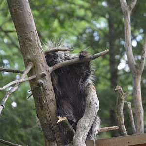 Paws & Claws Pathway - North American Porcupine (Erethizon dorsatum)
