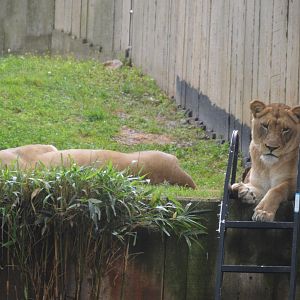 Great Cats - Lion (Panthera leo)