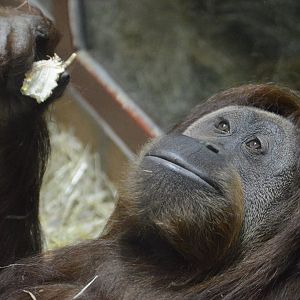Think Tank - Hybrid Orangutan (Pongo pygmaeus x abelii)