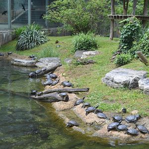 Lemur Island - Turtle Party