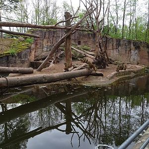 Guinea baboon enclosure
