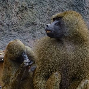Guinea baboon (Papio papio)