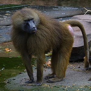 Guinea baboon (Papio papio)