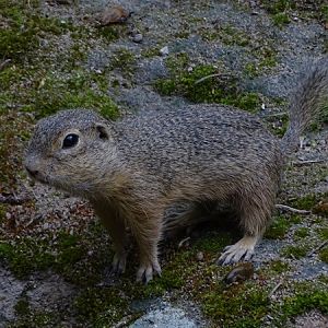 European ground squirrel (Spermophilus citellus)
