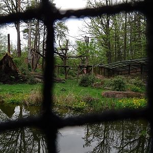 Gorilla / barbary ape enclosre