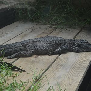 Reptile Discovery Center - Chinese Alligator (Alligator sinensis)