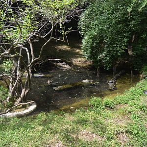 Reptile Discovery Center - Native Turtle Exhibit