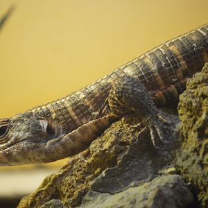 Reptile Discovery Center - Common Giant Plated Lizard (Matobosaurus validus)
