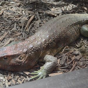Reptile Discovery Center - Northern Caiman Lizard (Dracaena guianensis)