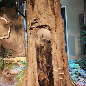 Penitentiary Glen Reservation - Tree frog exhibit