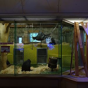 Gorilla House; gorilla indoor enclosures