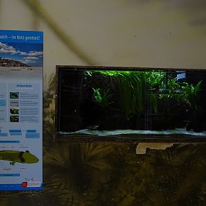 Gorilla House; Lake Pátzcuaro salamander aquarium